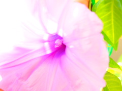 夏休みの宿題