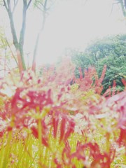空見あげて