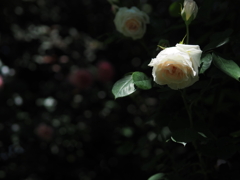 CBB86387-2925-4BAF-A8ED-1B3DAD202528