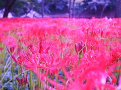 彼岸花