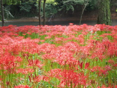 狐花