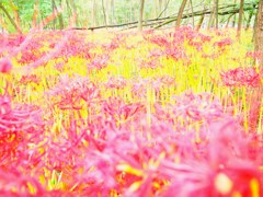アカ