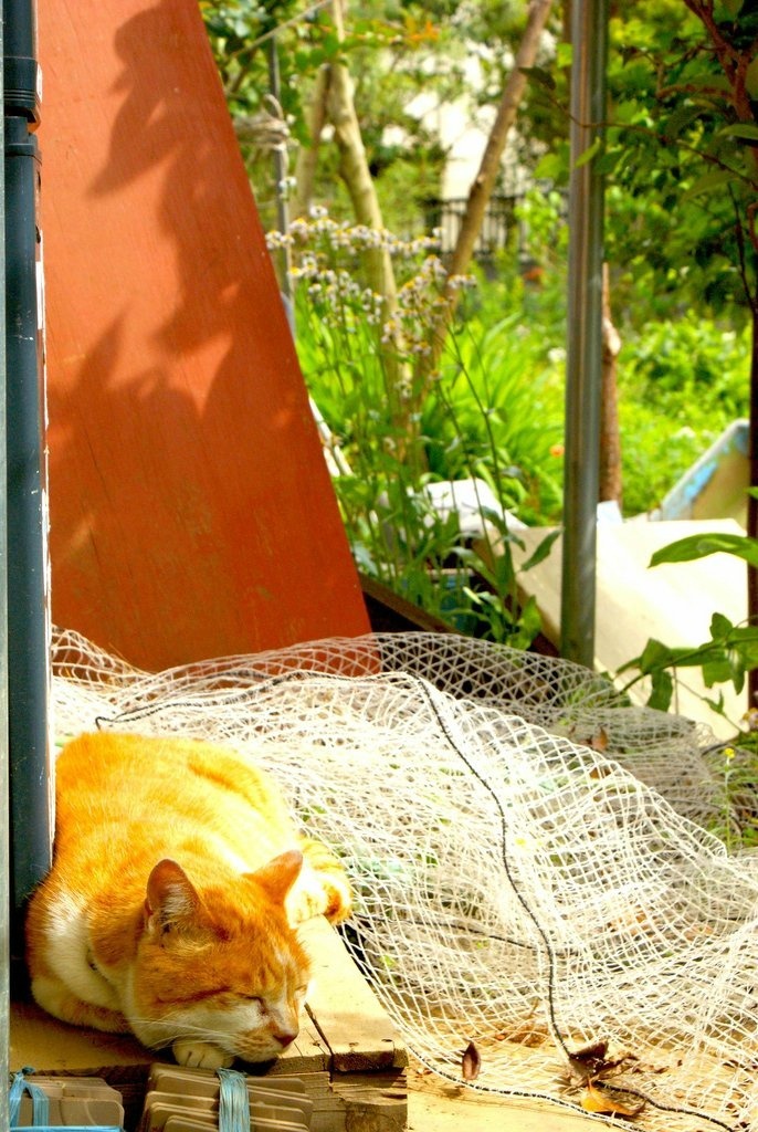 cat1