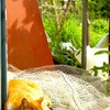 cat1