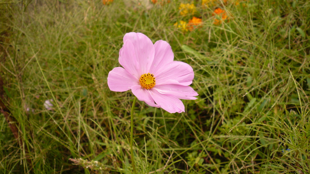 Pink Cosmos