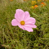 Pink Cosmos