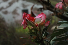 萎れ花