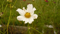 White Cosmos