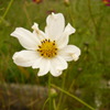 White Cosmos