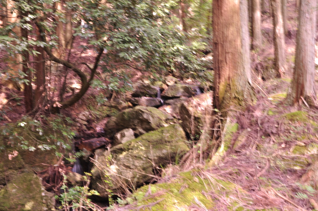 もっと上手に撮れたら…と。