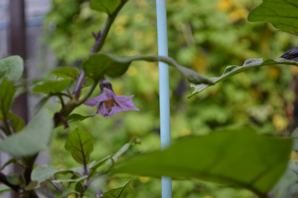 茄子の花