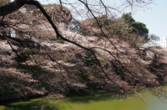 北の丸公園三分咲き