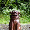 美保神社の狛犬
