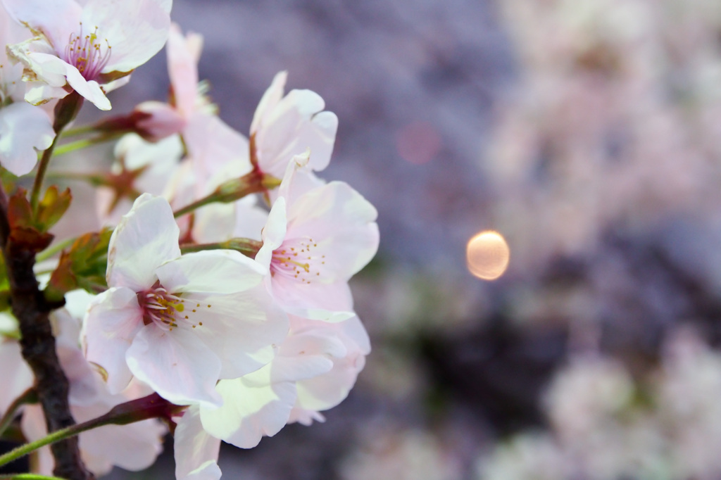 桜と灯り