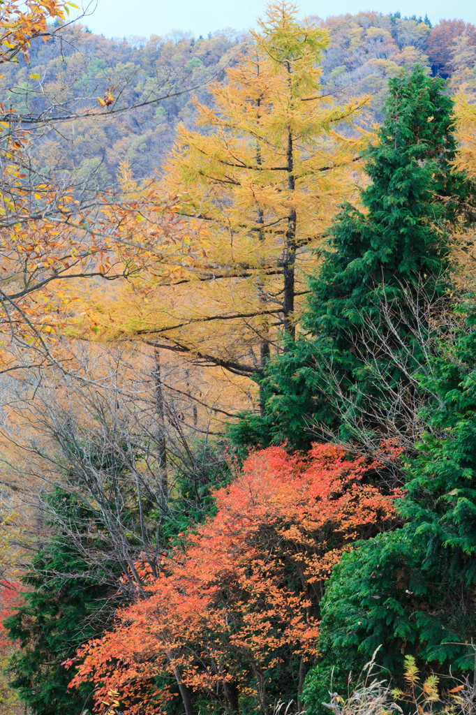 川苔山山頂からの眺め