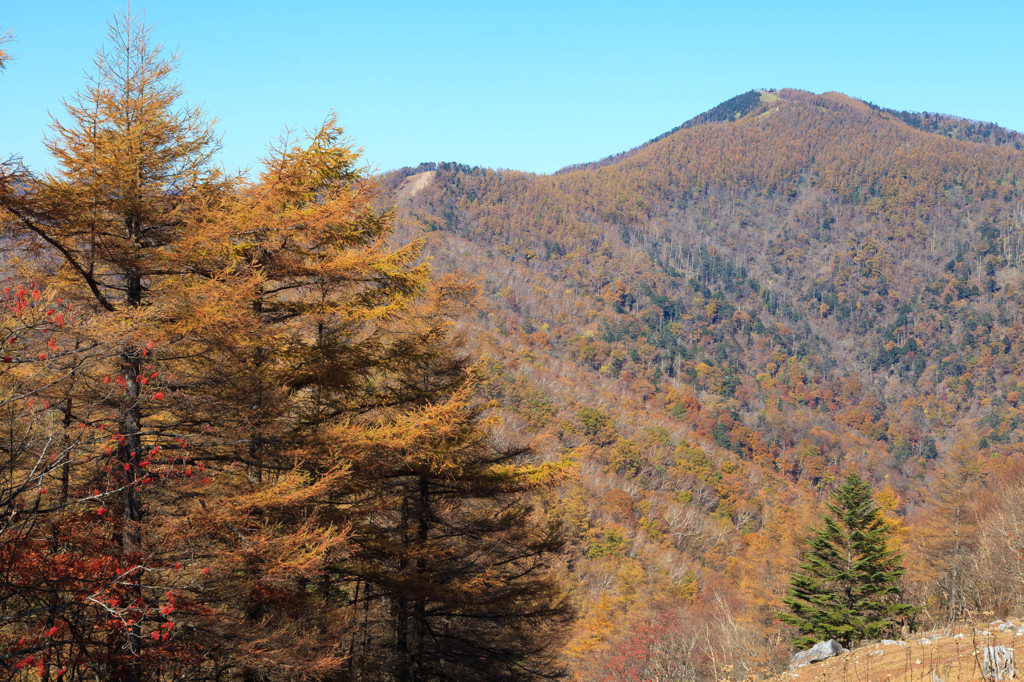 晩秋の雲取山