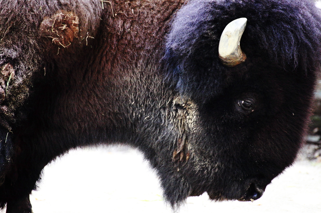 歩み 草原への想い