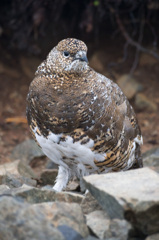 爺ヶ岳の雷鳥