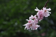 花と雫