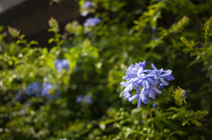 下町の青い花