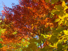 奥多摩紅葉の季節