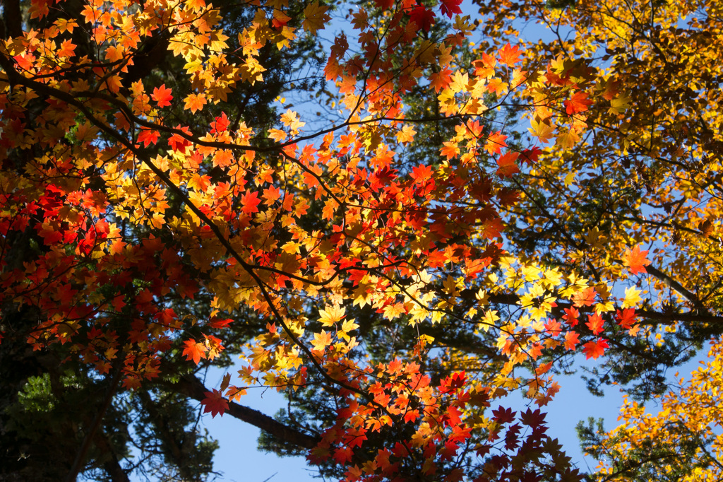 ドンドコ沢の紅葉