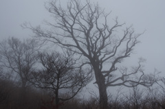雲霧帯の木々