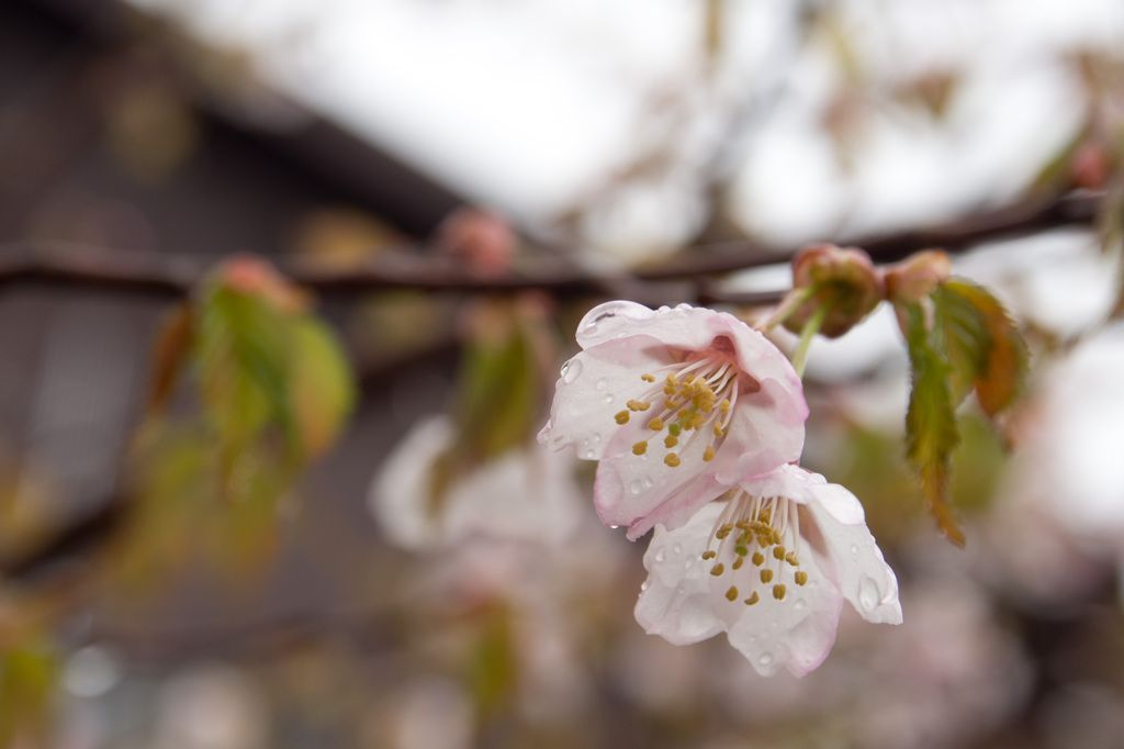 尾瀬の桜