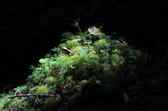 スポットライト