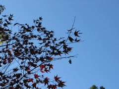 IMG_0671