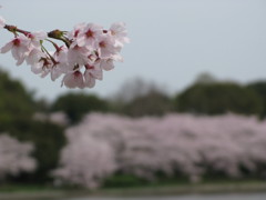 春