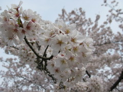 春