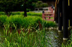 初秋の称名寺