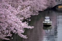 桜の川を往く