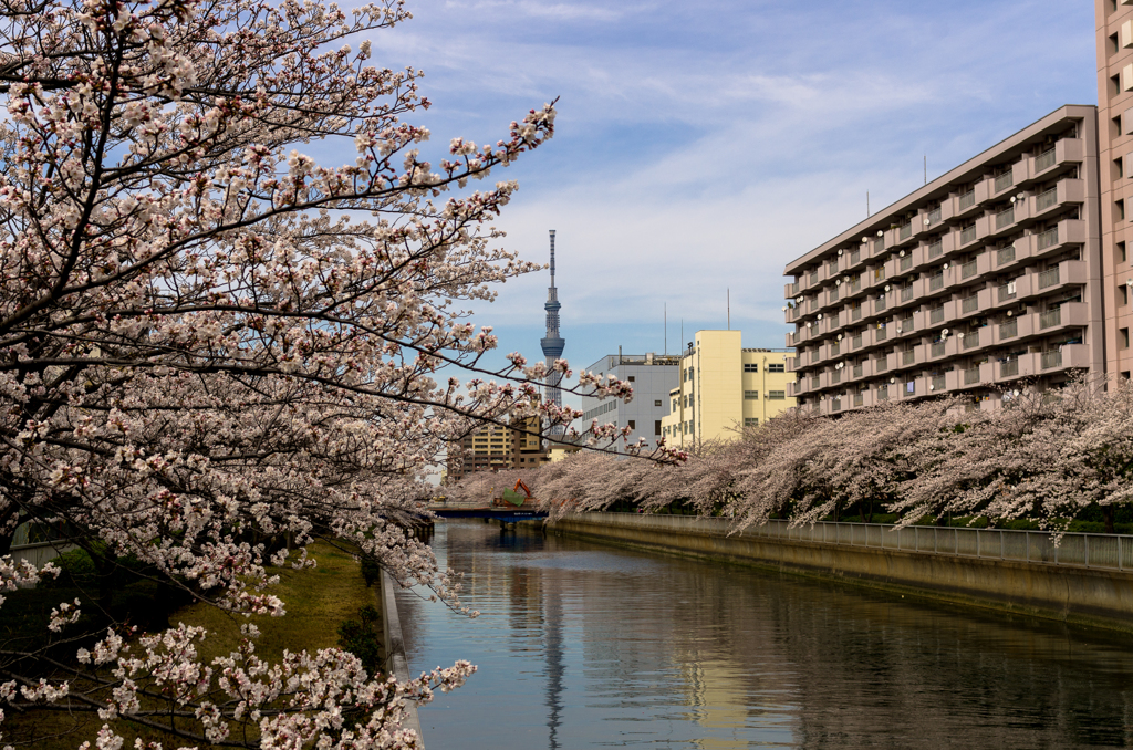 下町春景色