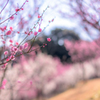 春の序奏