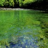 萌黄色の流れ
