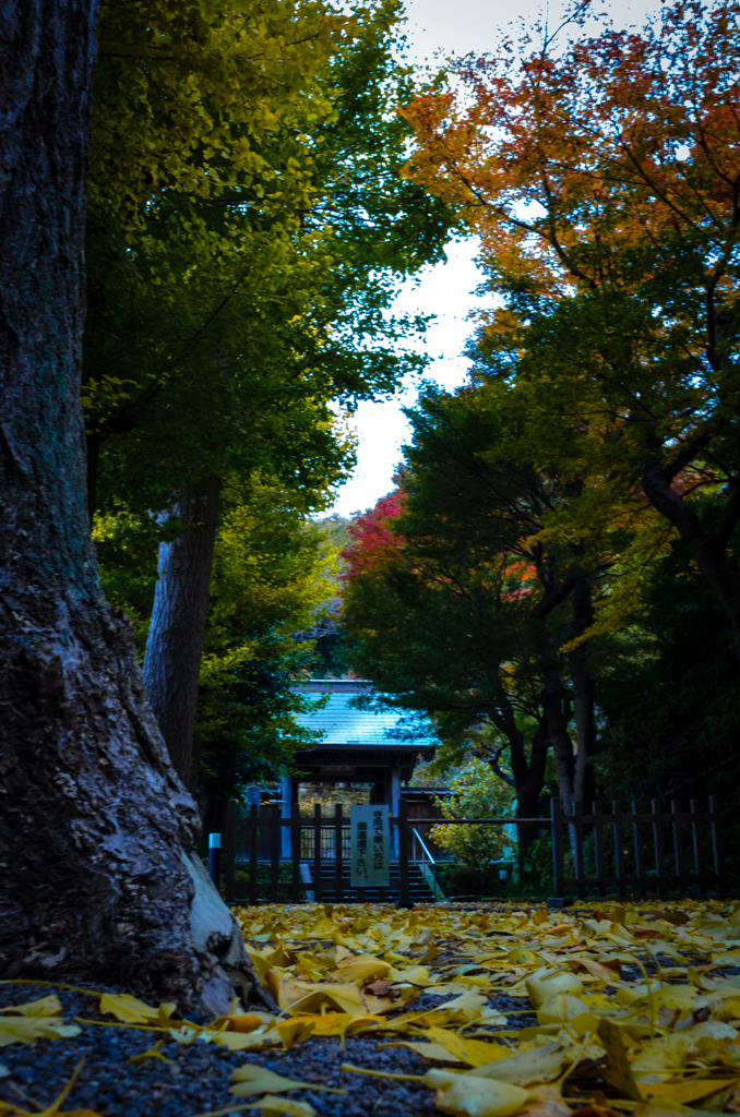 古都の落葉