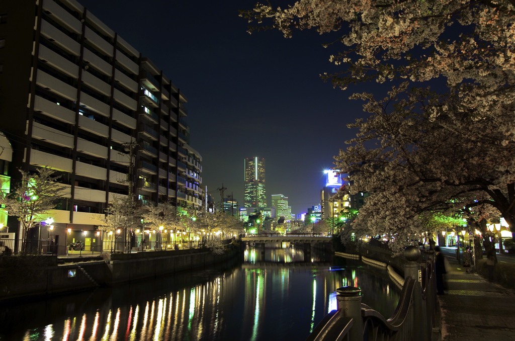 ヨコハマ夜桜