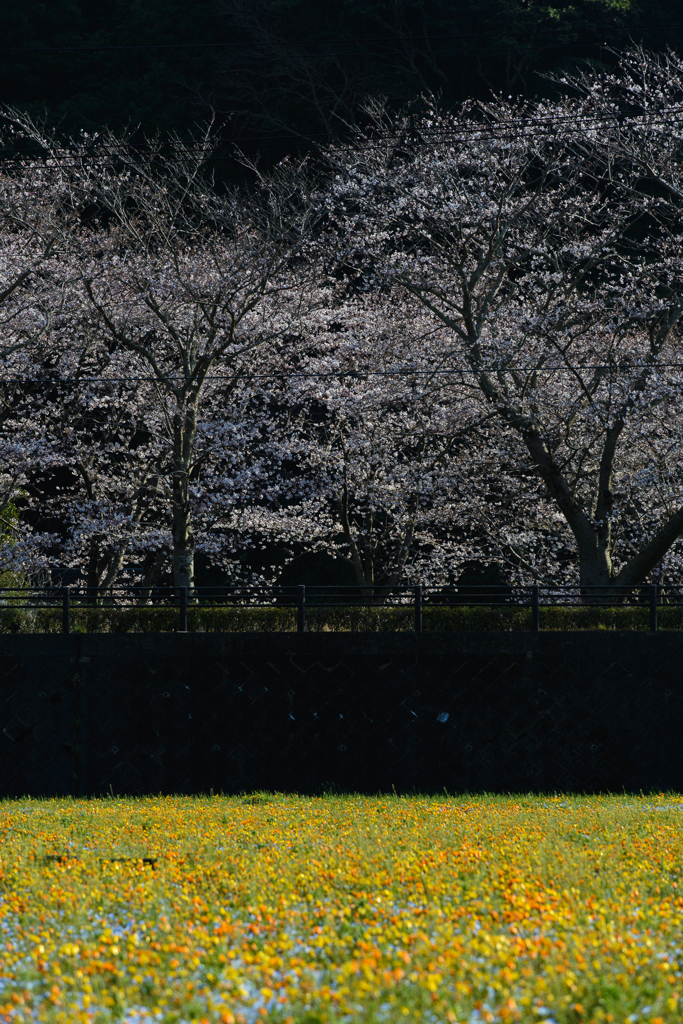 The Colors of Spring