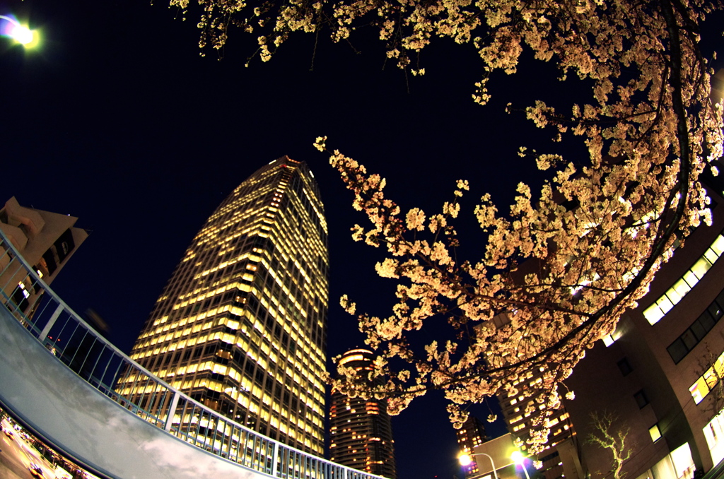 Tokyo Night (Ver.桜）
