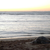 HONU