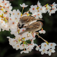 花を愛でる