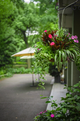 Summer Garden