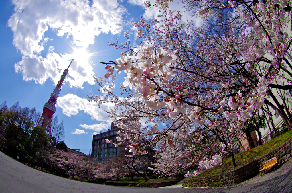 東京、春爛漫。