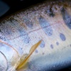 自然の紋様 （新潟県魚野川水系ヤマメ）
