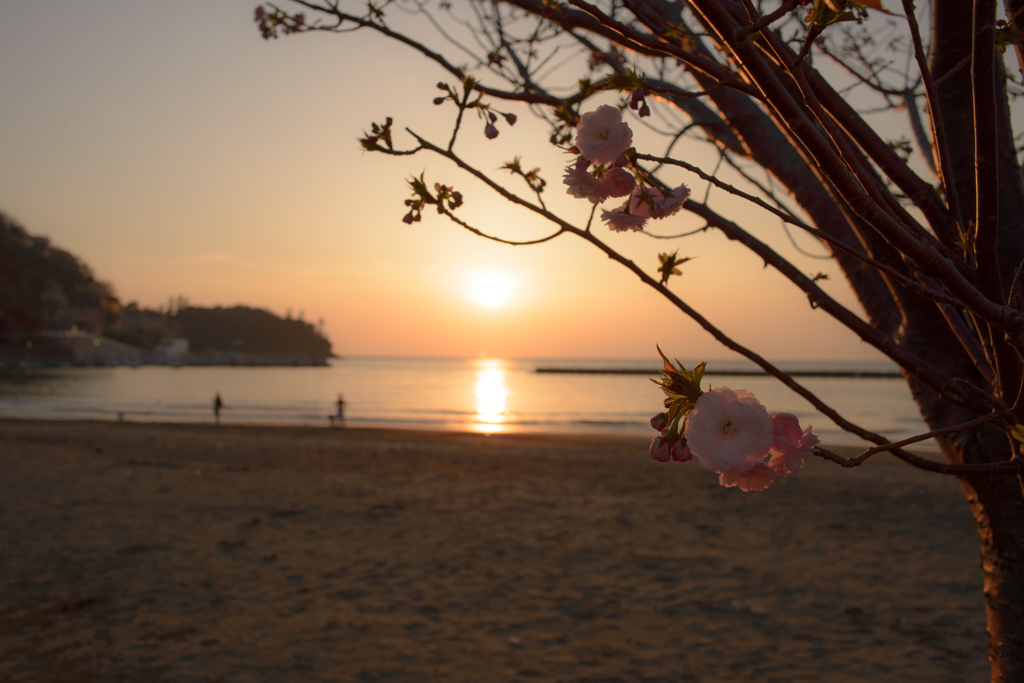 開花の夕べ