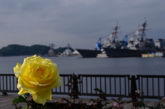 ヨコスカの薔薇