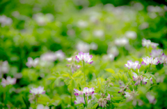 レンゲの花咲く頃