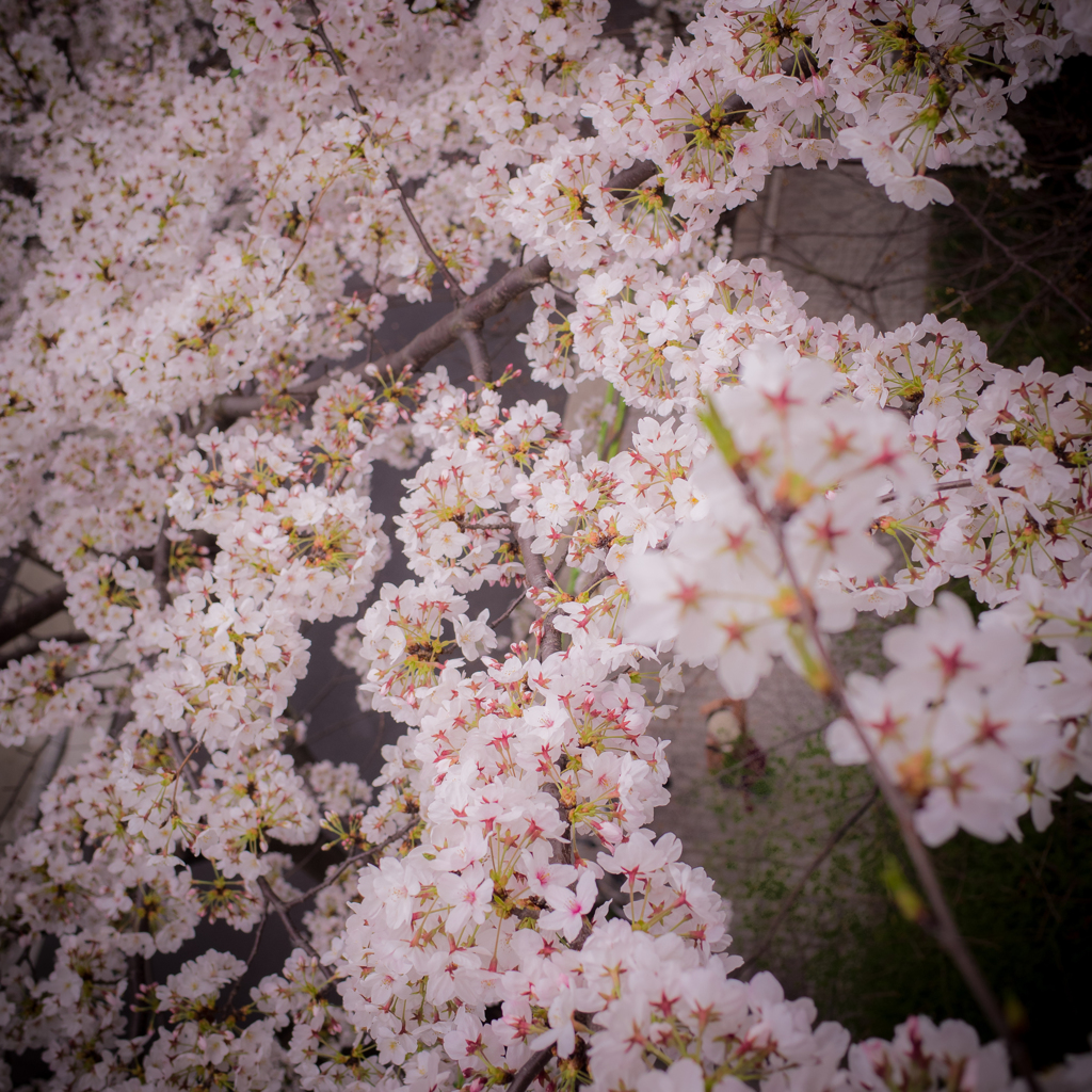 空から桜を観てみよう